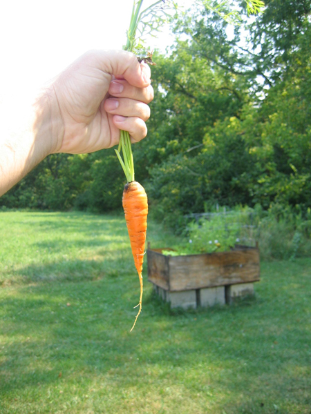carrot seeds presentment